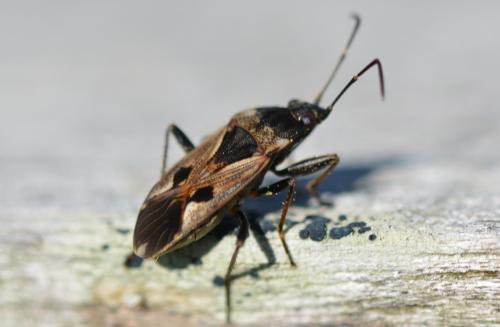 Réf. 330 088 : Rhyparochromus vulgaris